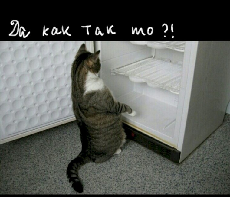 Кот в пустом холодильнике