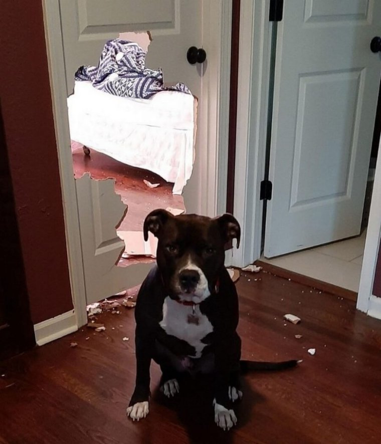 Собака двери приколы