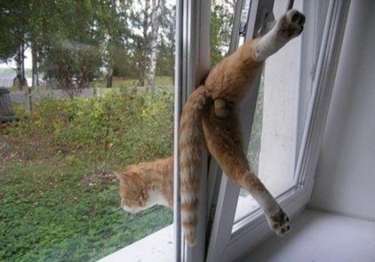 Кошка застряла в окне