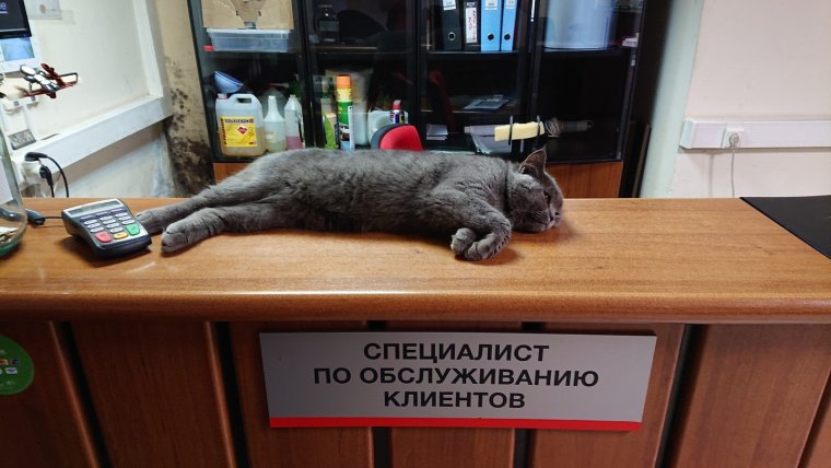 Хорошего настроения картинки прикольные