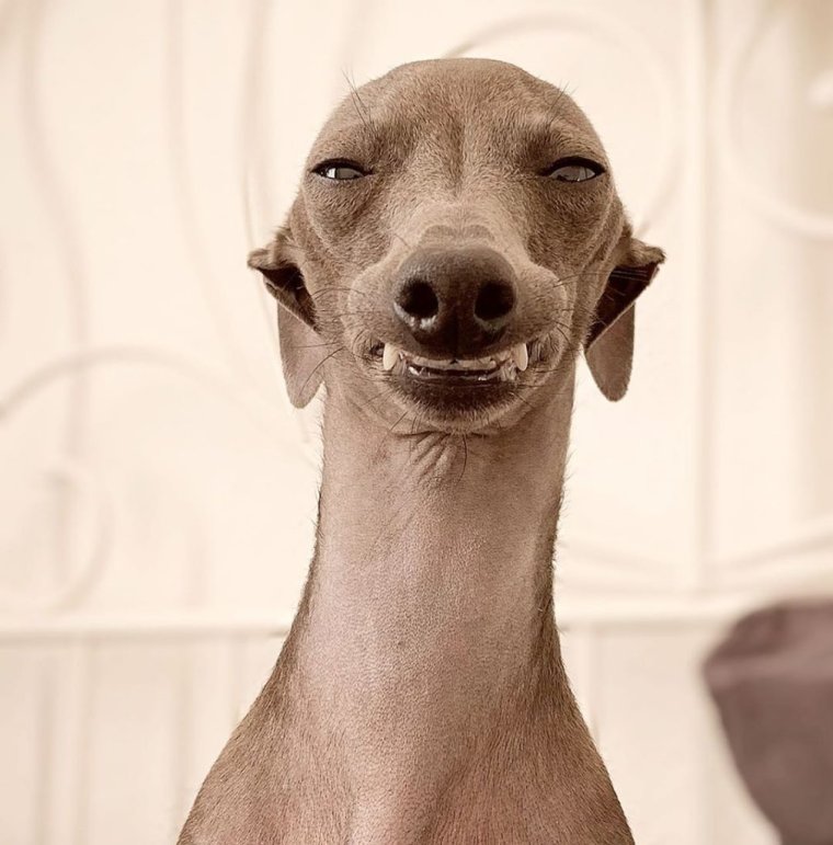 Уиппет собака Левретка