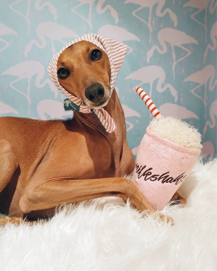 Левретка Заппа