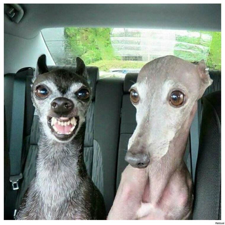 Левретка страшная