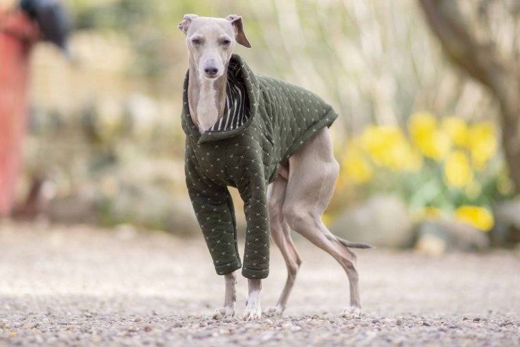 Левретка Дженны