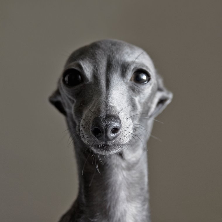 Собака завернутая в одеяло