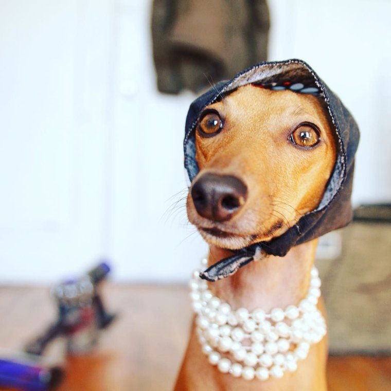 Смешные Борзые в смешных одеждах