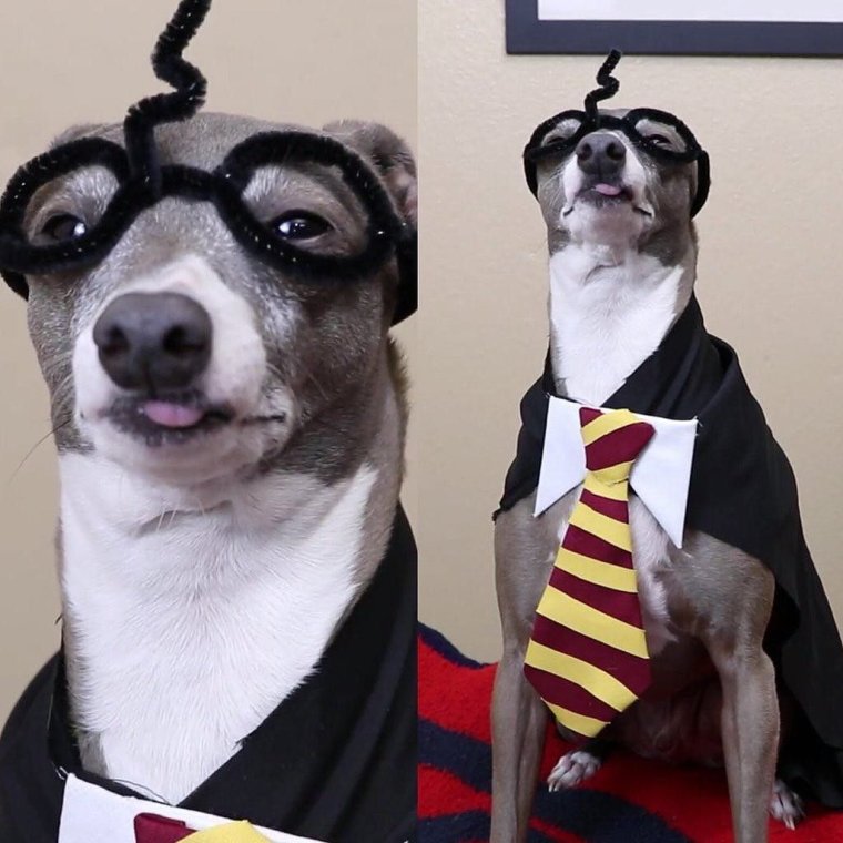 Левретка фото с человеком