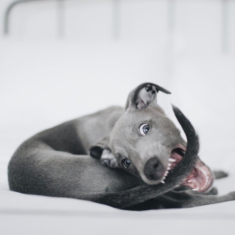 Левретка скалится