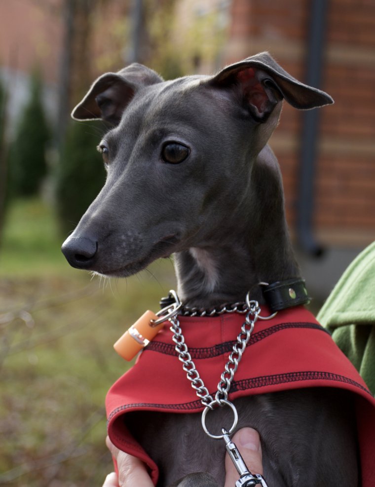 Левретка смешная