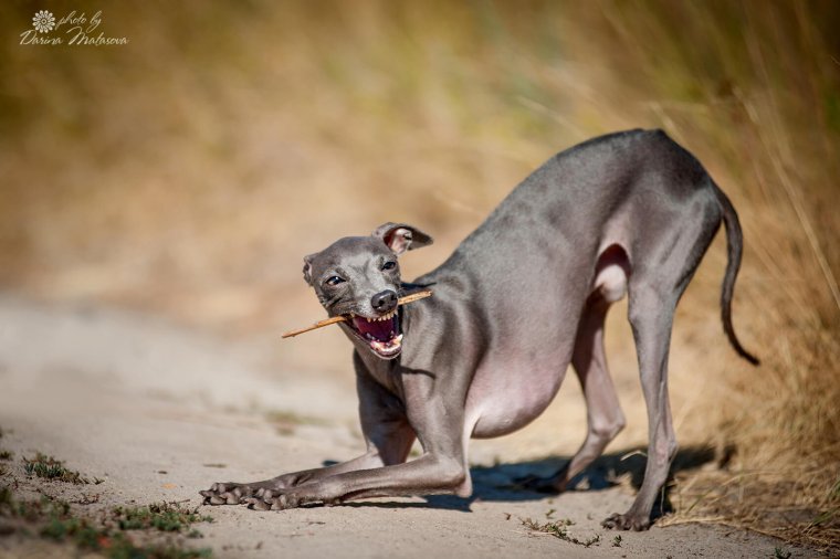 Пенелопа собака
