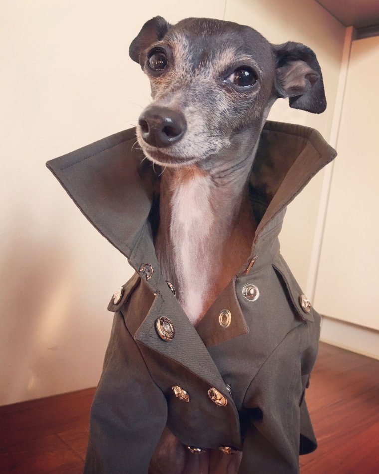 Левретка скалится