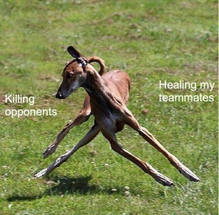 Левретка злится