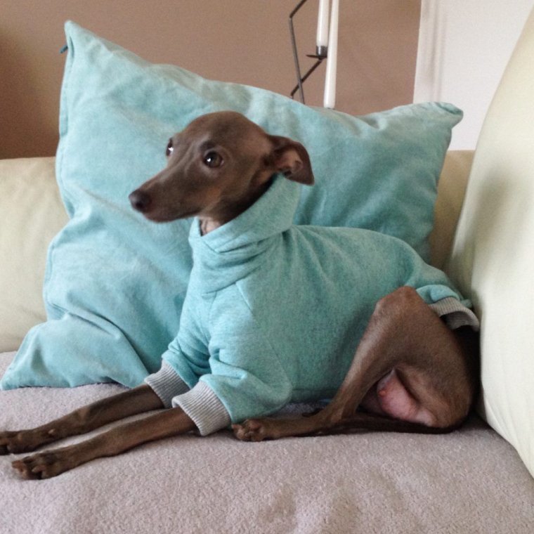 Пафосная Левретка