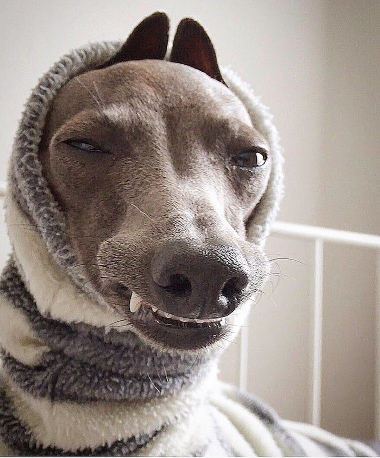 Беззубая Левретка Заппа