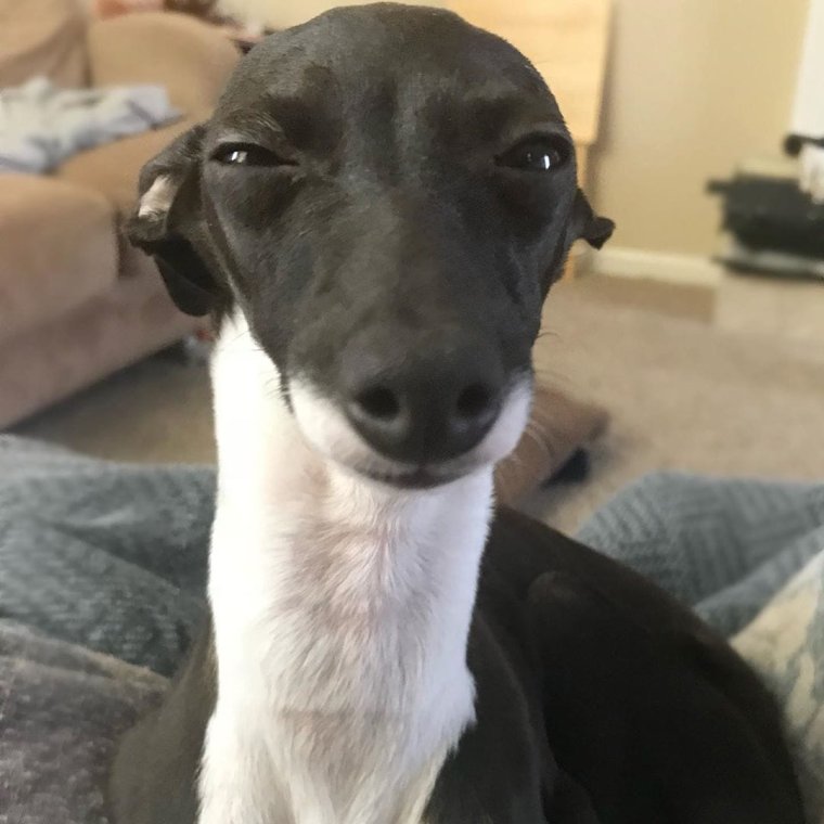 Пенелопа собака