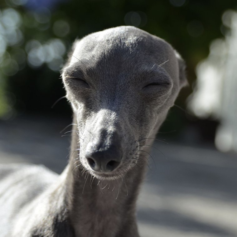 Итальянская борзая Левретка funny