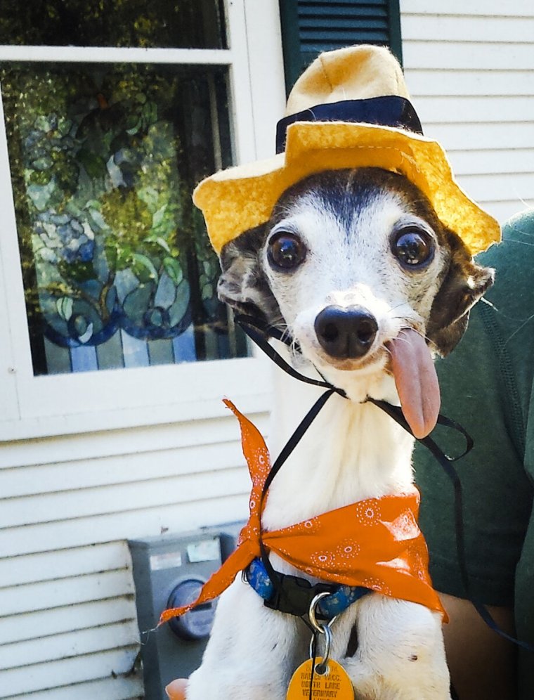 Грейхаунд смешной