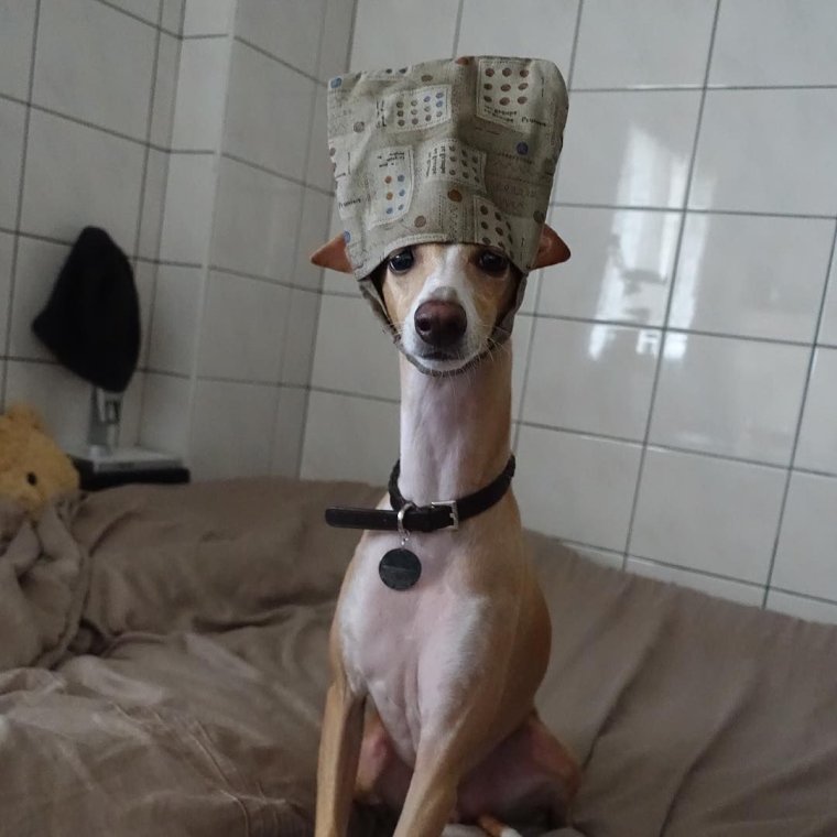 Левретка смешная