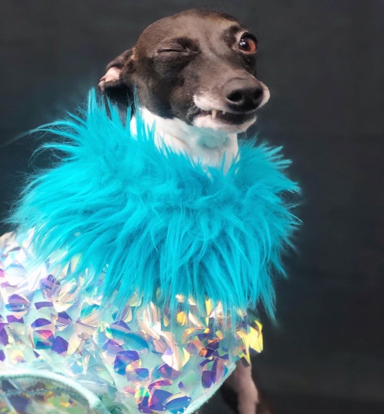 Толстая Левретка