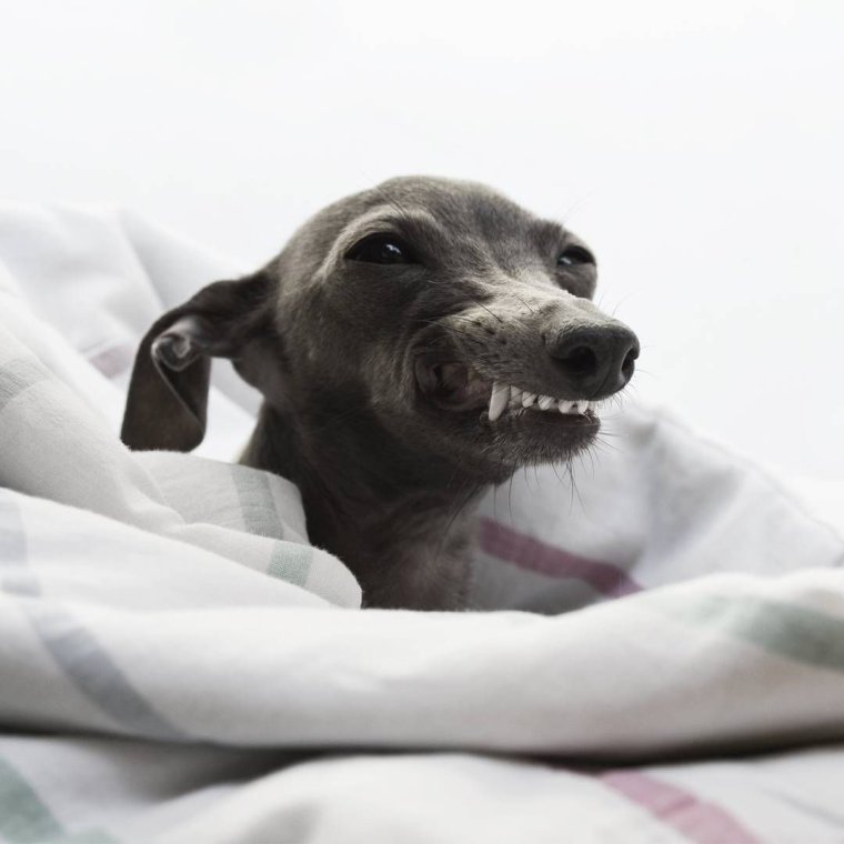 Пенелопа собака