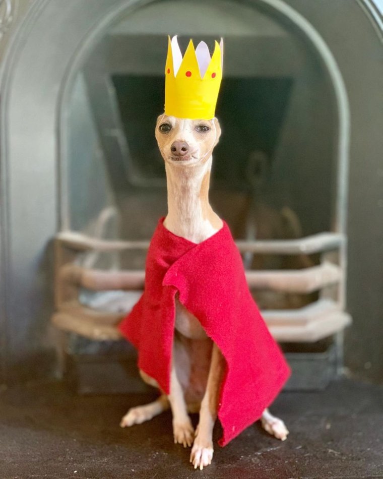 Беззубая Левретка