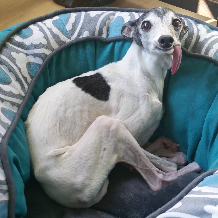 Левретка смешная