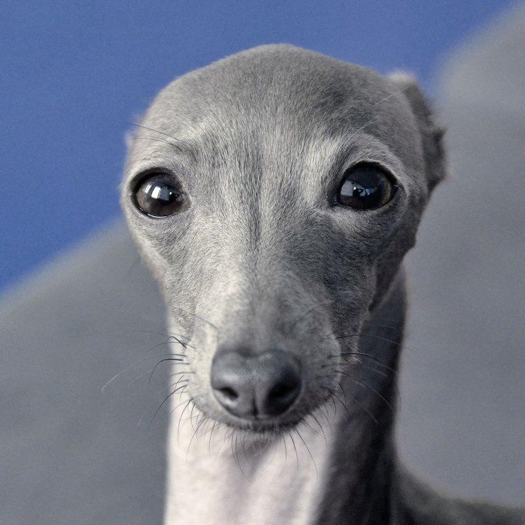 Смешные Борзые картинки