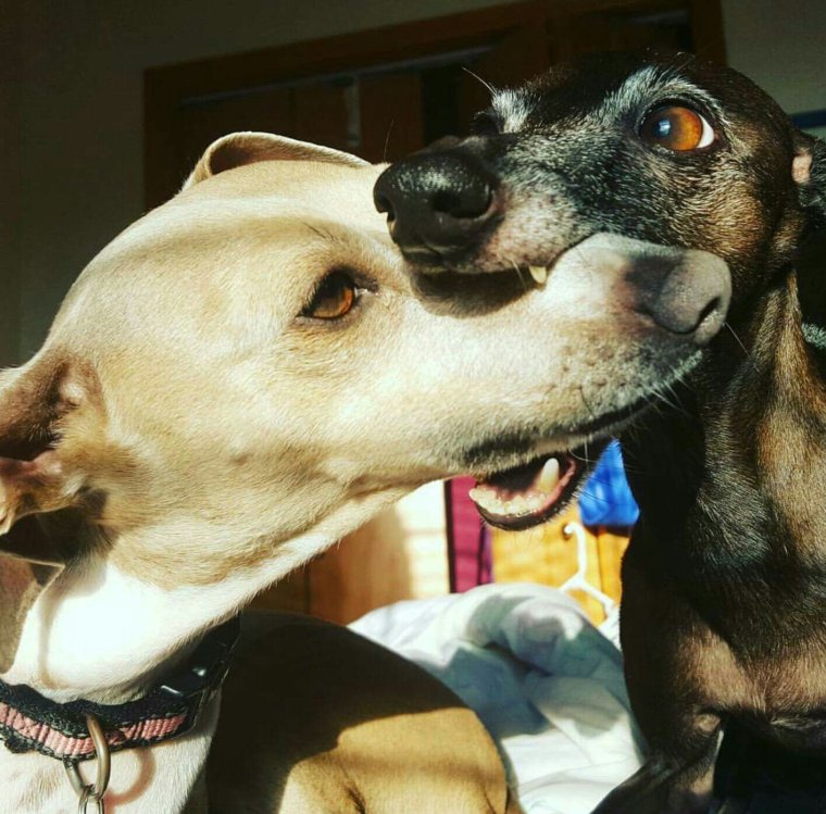 Левретка улыбается