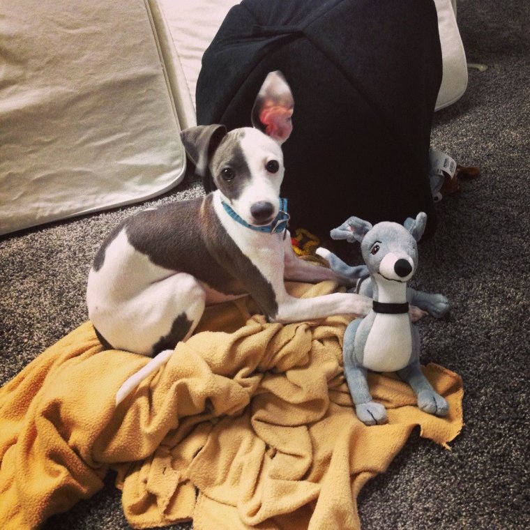 Левретка смешные фото