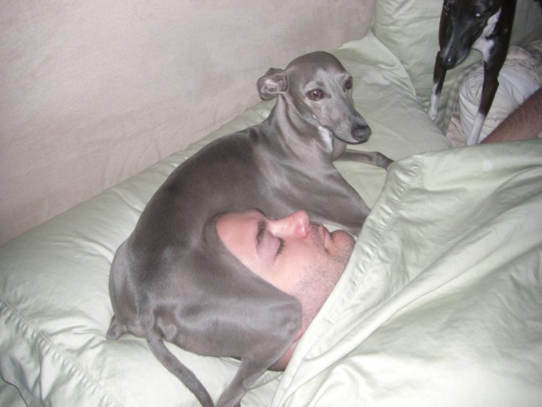 Левретка собака улыбака