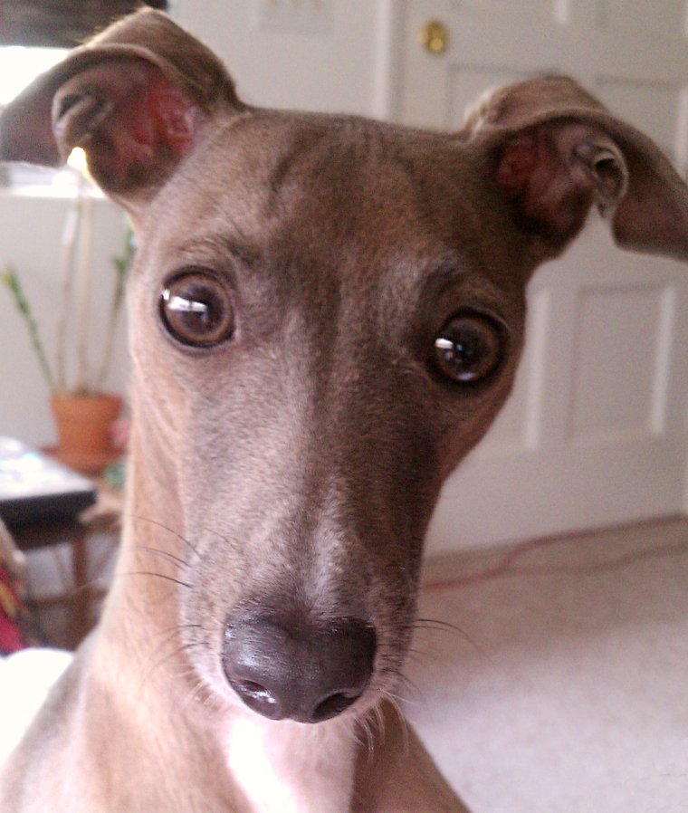 Итальянская борзая Левретка