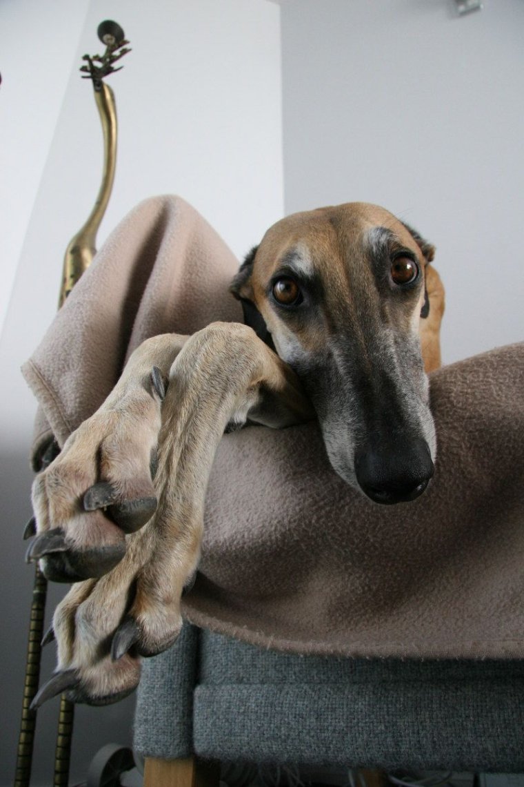 Беззубая Левретка Заппа