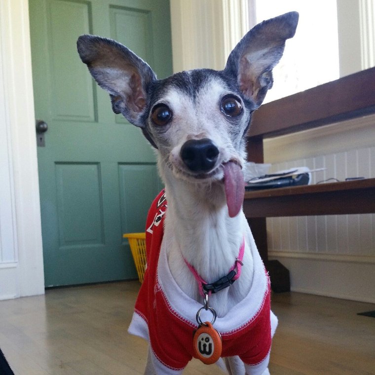 Просящая собака