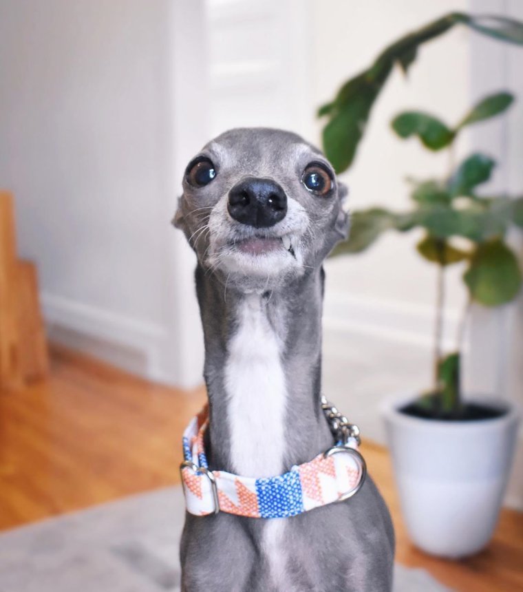 Беззубая Левретка