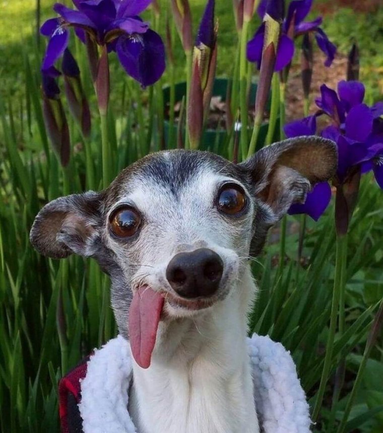 Левретка Аня Дьякова