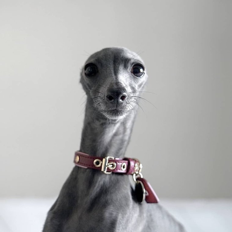 Левретка с человеком