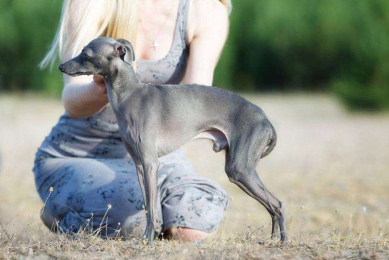 Левретка Заппа фото