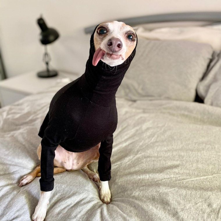 Левретка кизару