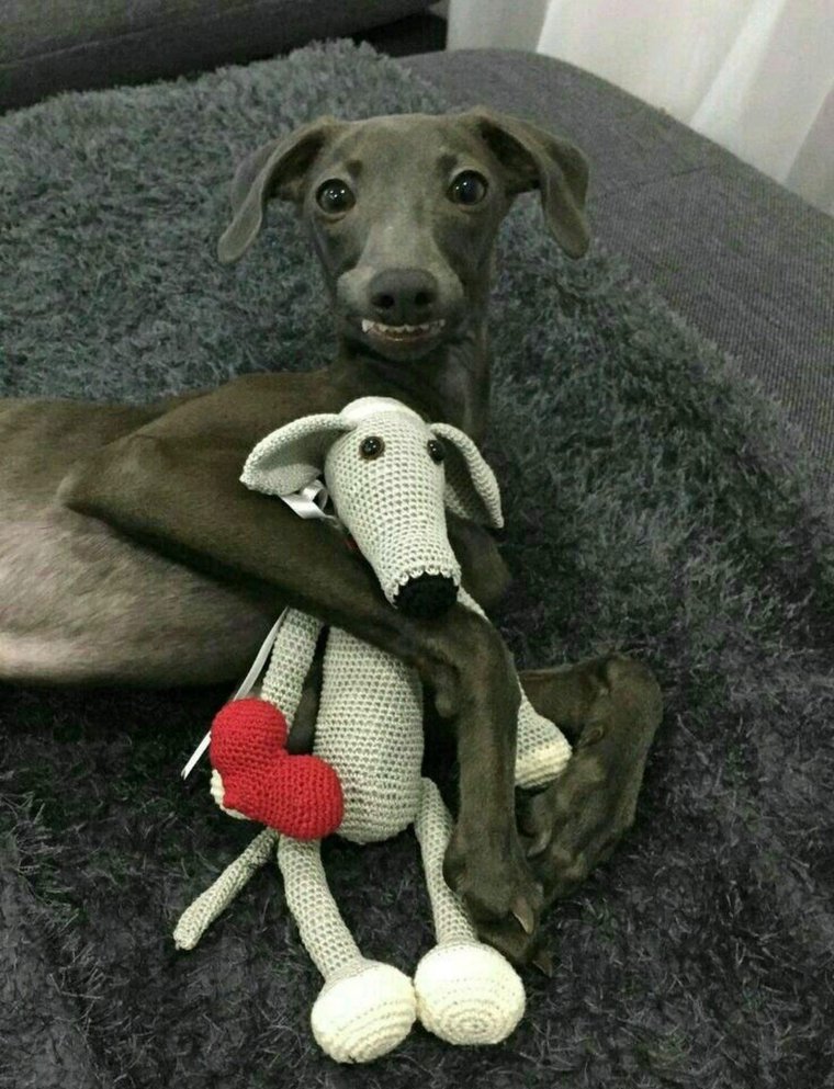 Левретка смешная