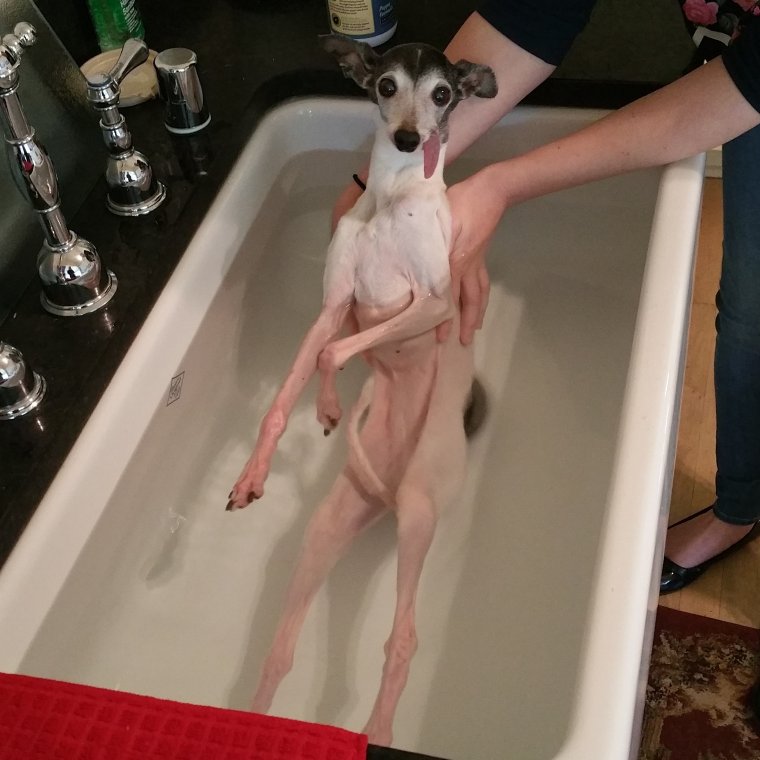 Животные в новогодних нарядах