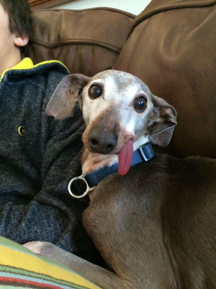 Левретка улыбка