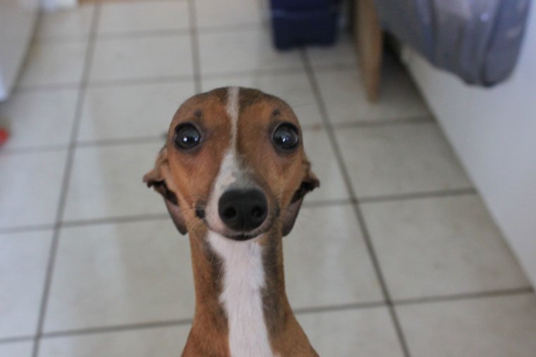 Левретка лысая