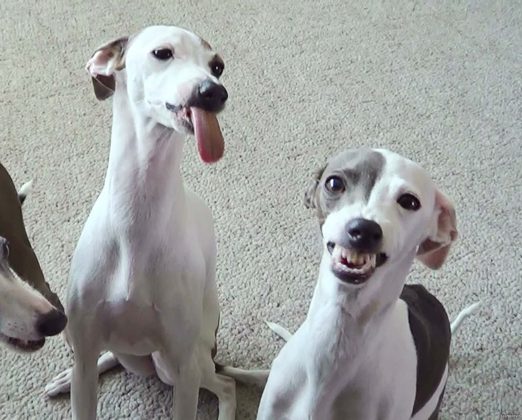 Уиппет смешной