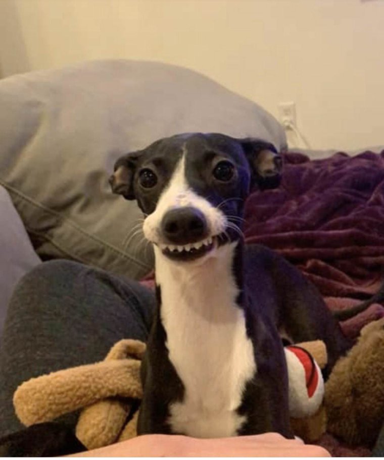 Левретка смешная