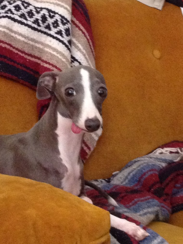 Левретка спит с хозяином