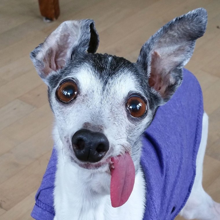 Кермит собака Дженны Марблс