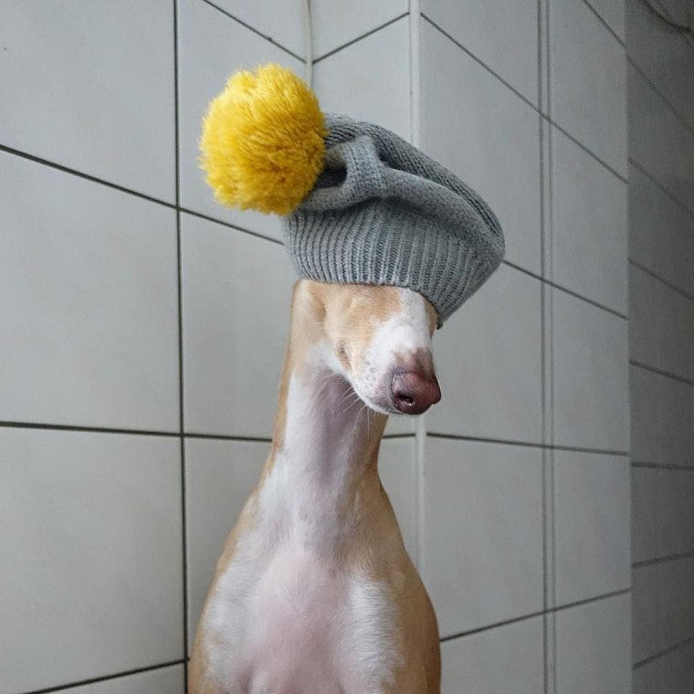 Собака Бася Левретка