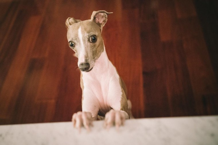 Гончая Левретка собака