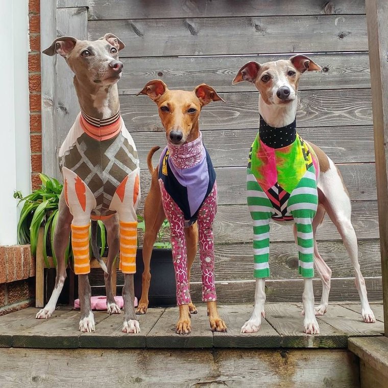 Левретка Заппа