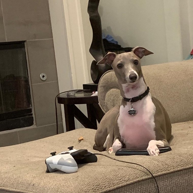 Смешные собачки